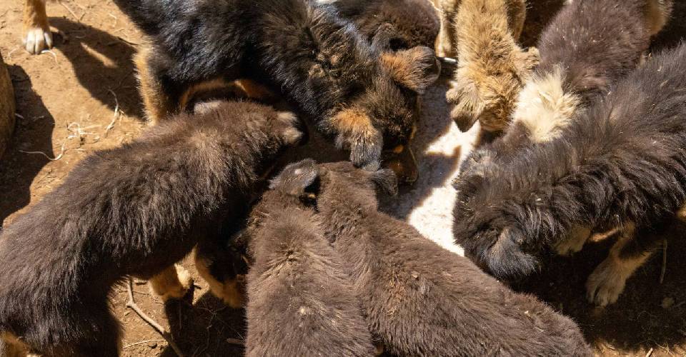 Namche Dog Shelter