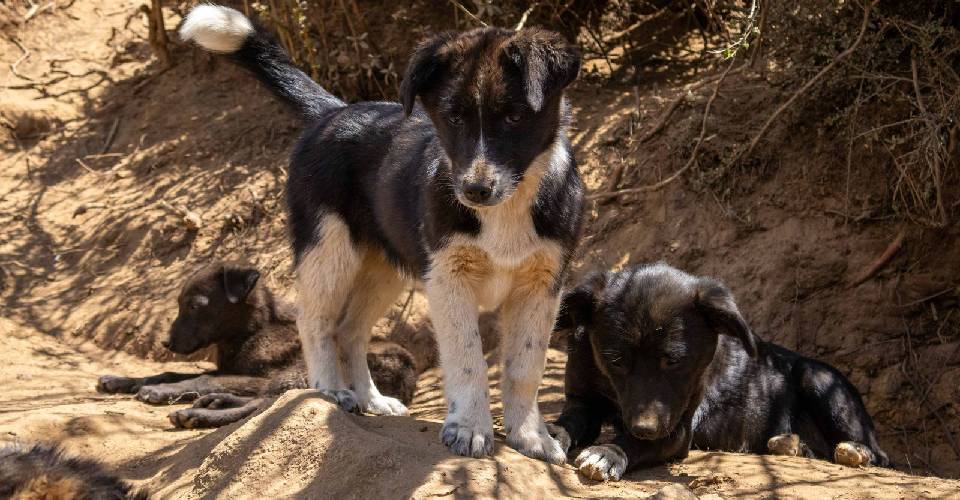 Namche Dog Shelter